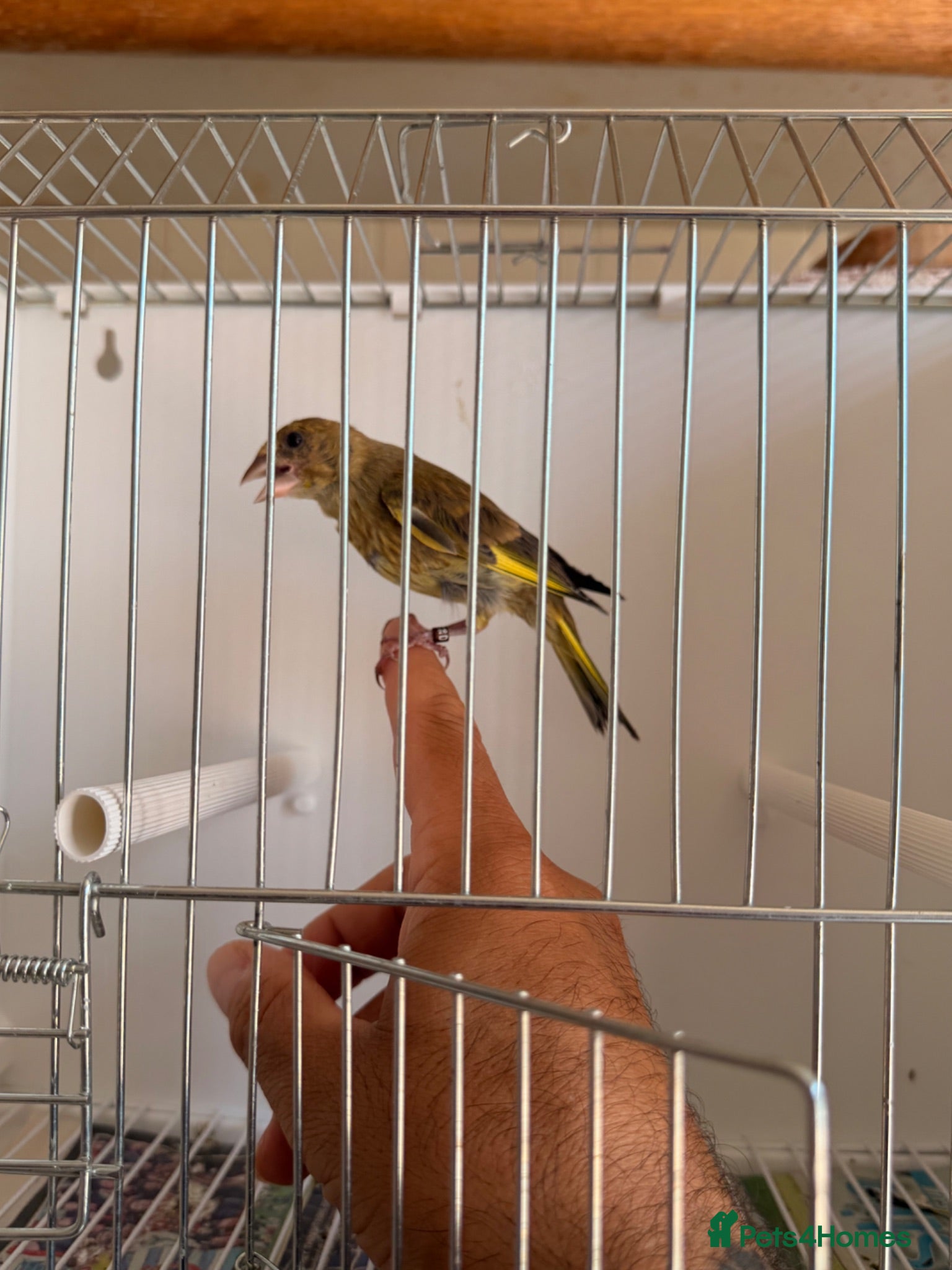 Canaries birds This year young hand tamed greenfinches  - Advert 19