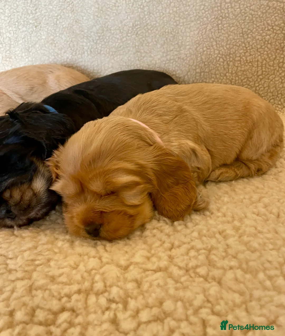 Cocker Spaniel dogs for sale: KC Show Type Cocker Spaniel Puppies  - Advert 12