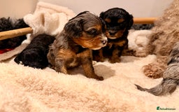 Cavapoo dogs for sale: Exceptional examples of top class cavapoo puppies  - Advert 5
