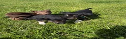 Mixed Breed dogs for sale: Lovely Border Collie x Australian Kelpie Pups   in Llanrwst - Advert 3