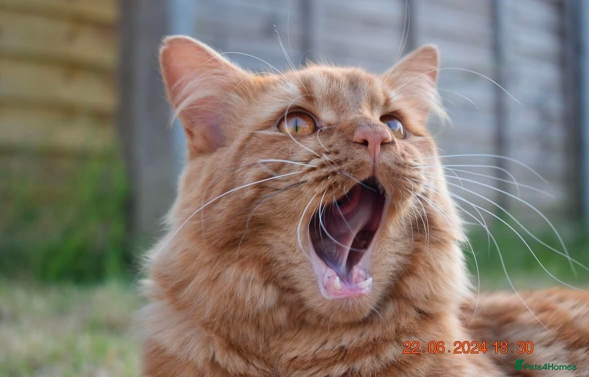 Mixed Breed cats Beautiful boy for rehoming - Advert 1