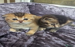 British Shorthair cats for sale: Lovely British Shorthair fold kittens 😸  - Image 8