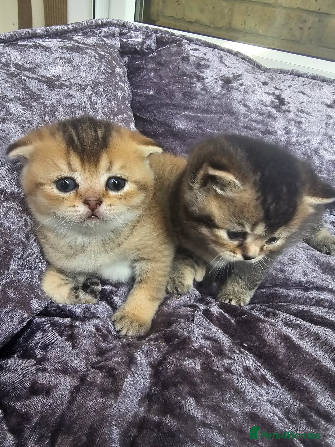 British Shorthair cats for sale: Lovely British Shorthair fold kittens 😸  - Image 8