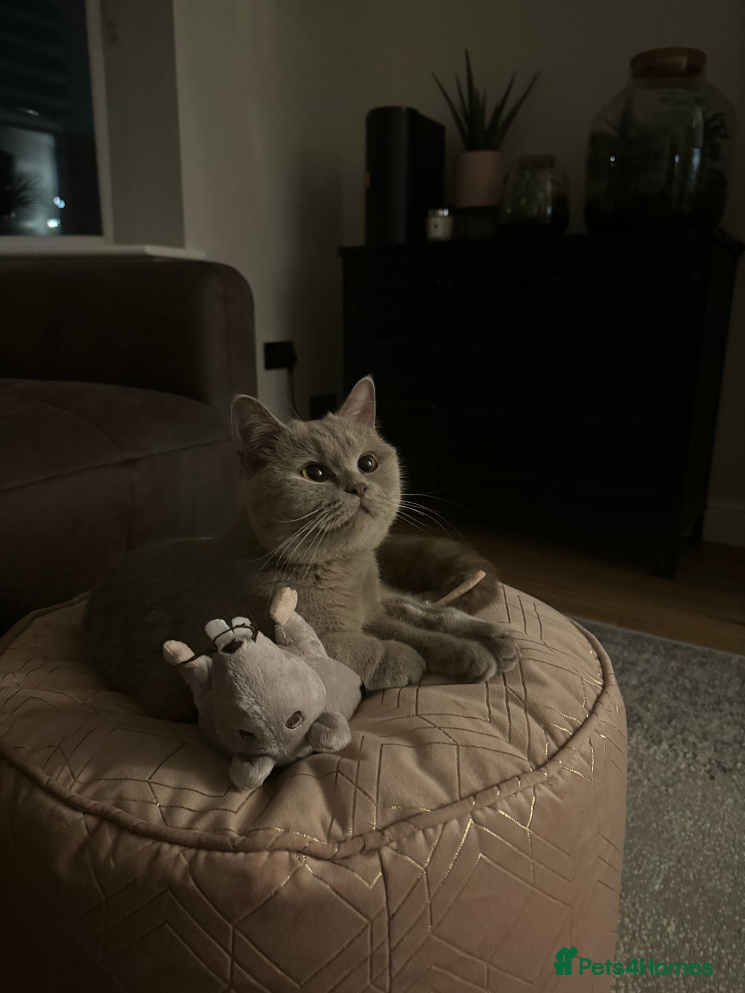 Scottish Fold cats for sale: Scottish Fold Kittens – Raised in our Family Home  - Advert 2