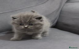 British Shorthair cats for sale: British shorthair kittens lilac/blue - Image 10