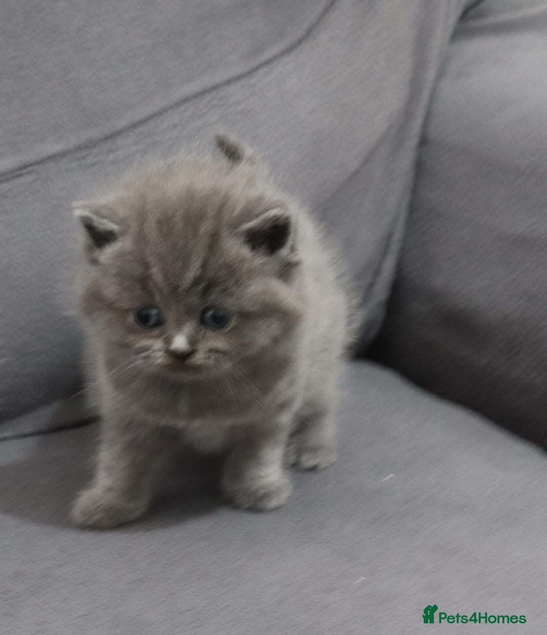 British Shorthair cats for sale: British shorthair kittens lilac/blue - Image 10