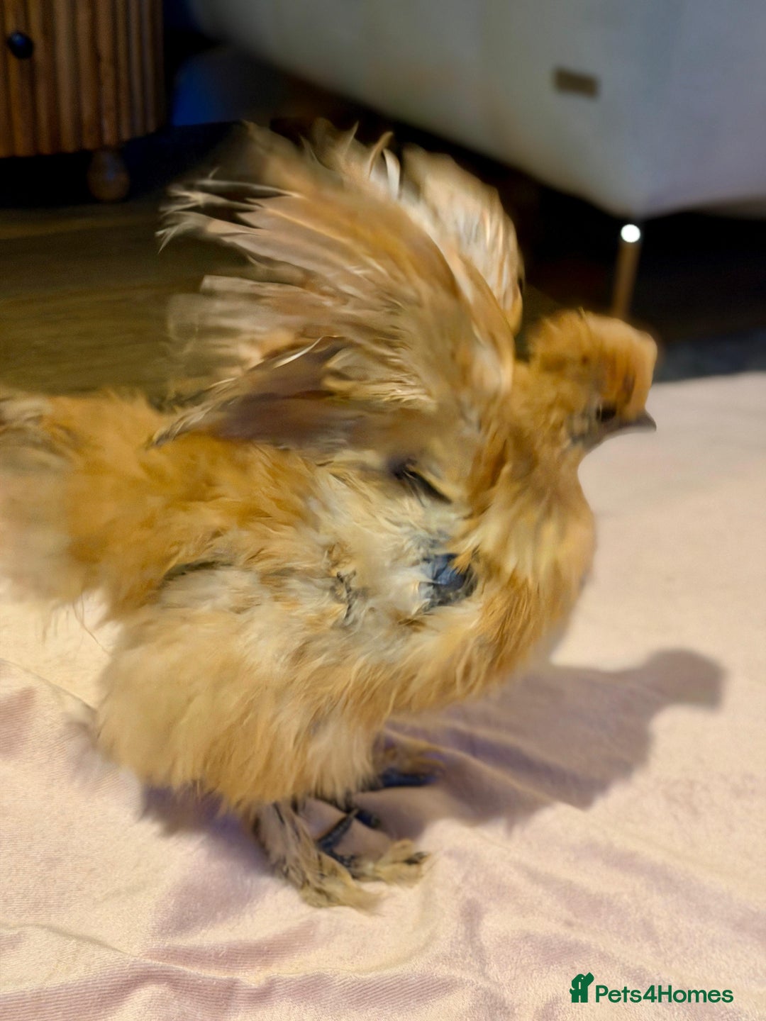 Chickens poultry for sale: 4 beautiful silkie chickens  - Advert 5