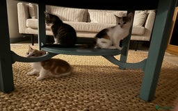 British Shorthair cats for sale: 4 adorable 9 week old kittens for sale - Image 2