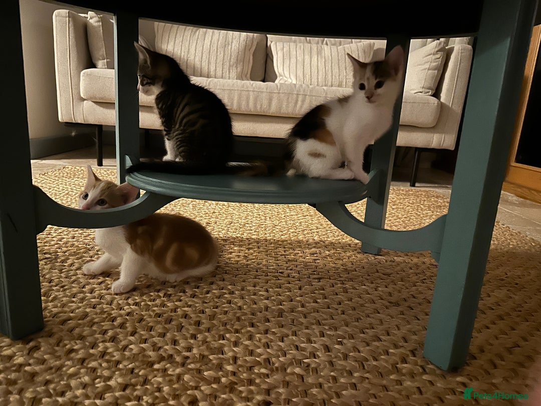 British Shorthair cats for sale: 4 adorable 9 week old kittens for sale - Image 2