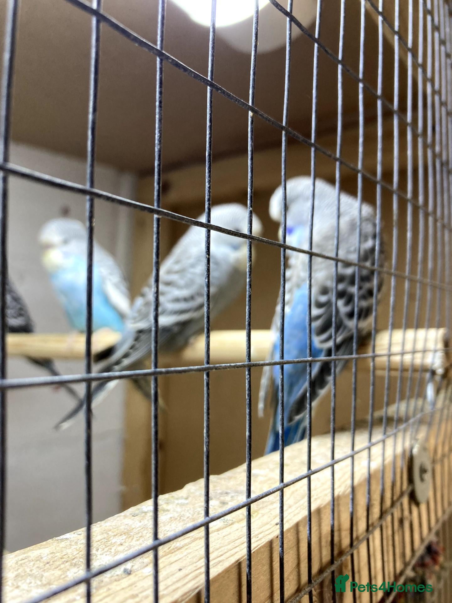 Budgerigars birds Baby Budgies - Advert 1