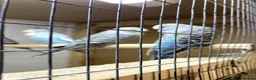 Budgerigars birds for sale: Baby Budgies - Advert 1