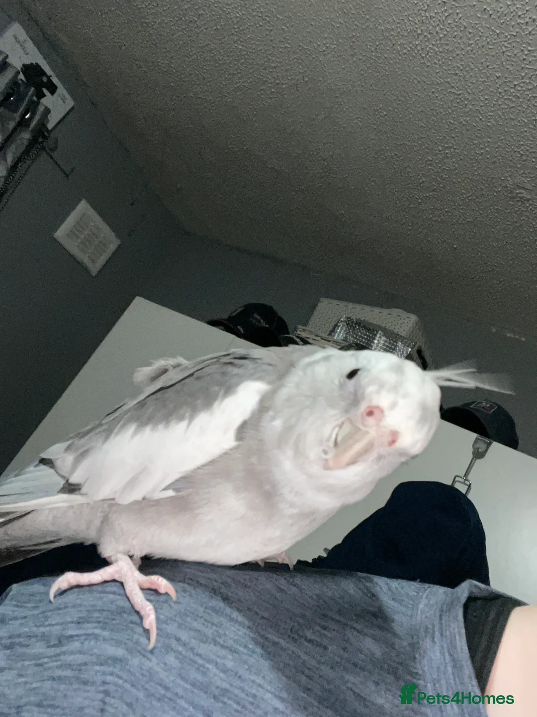 Cockatiels birds for sale: cockatiels  - Advert 3