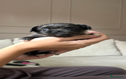 Chihuahua dogs for sale: ❤️stunning chihuahua pups❤️ - Image 1