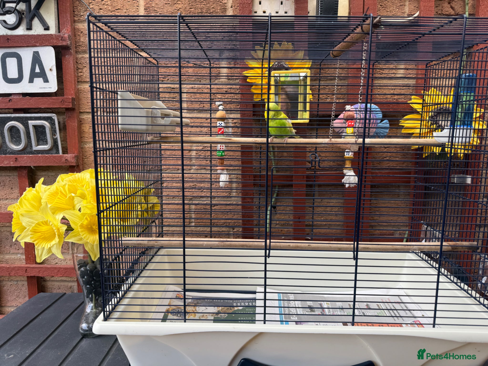 Budgerigars birds Beautiful young budgie with cage/accessories - Advert 1