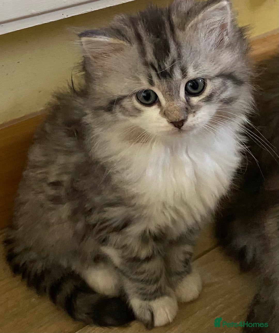 Mixed Breed cats for sale: Beautiful grey fluffy tabby kittens  - Advert 9