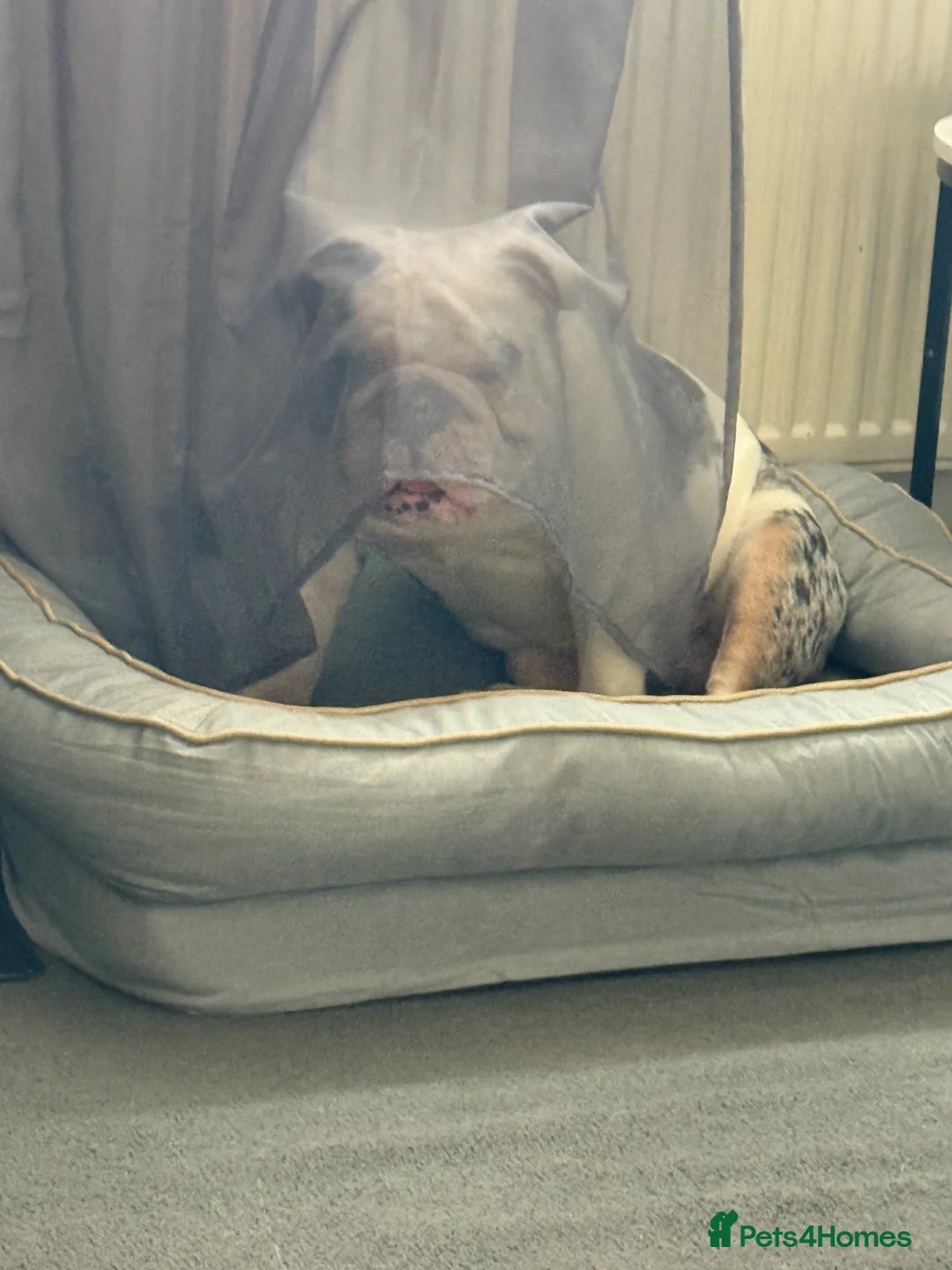 English Bulldog dogs for sale: Reggie looking for 5 star home  - Advert 32