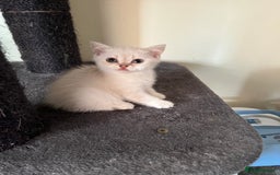 British Shorthair cats for sale: British Shorthair colourpoint kittens  - Image 7