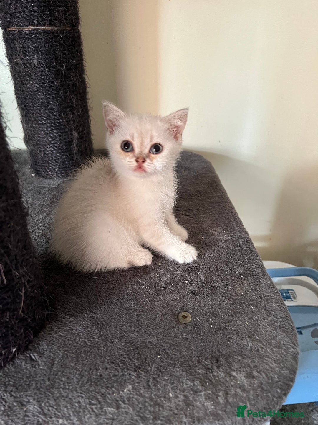British Shorthair cats for sale: British Shorthair colourpoint kittens  - Image 7