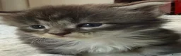 Maine Coon cats for sale: TICA Reg Mainecoon Blue & Black Smoke & Tabby  - Advert 5