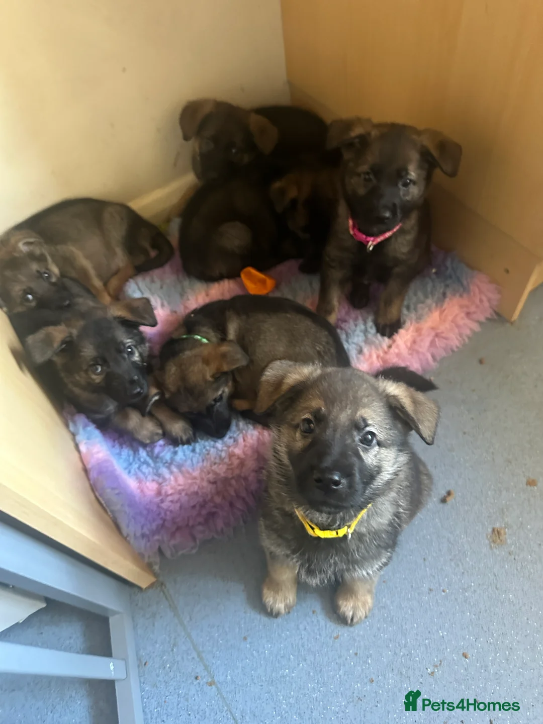 Mixed Breed dogs for sale: GSP x5 Available 27th Feb.  - Advert 2