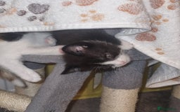 Mixed Breed cats for sale: Kittens - Image 9