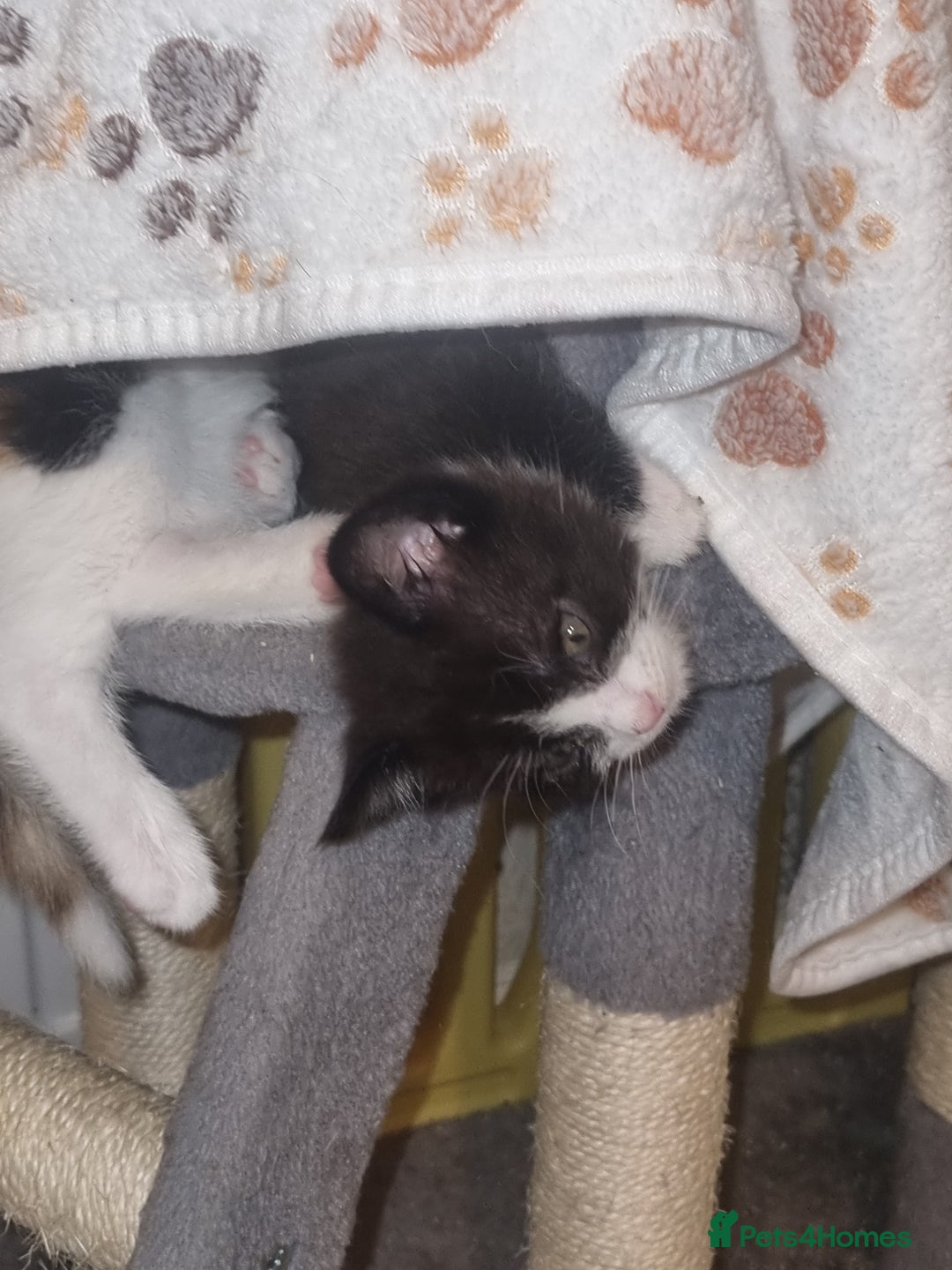 Mixed Breed cats for sale: Kittens - Image 9