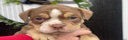 Olde English Bulldogge dogs for sale: Olde English Bulldogs - Advert 28
