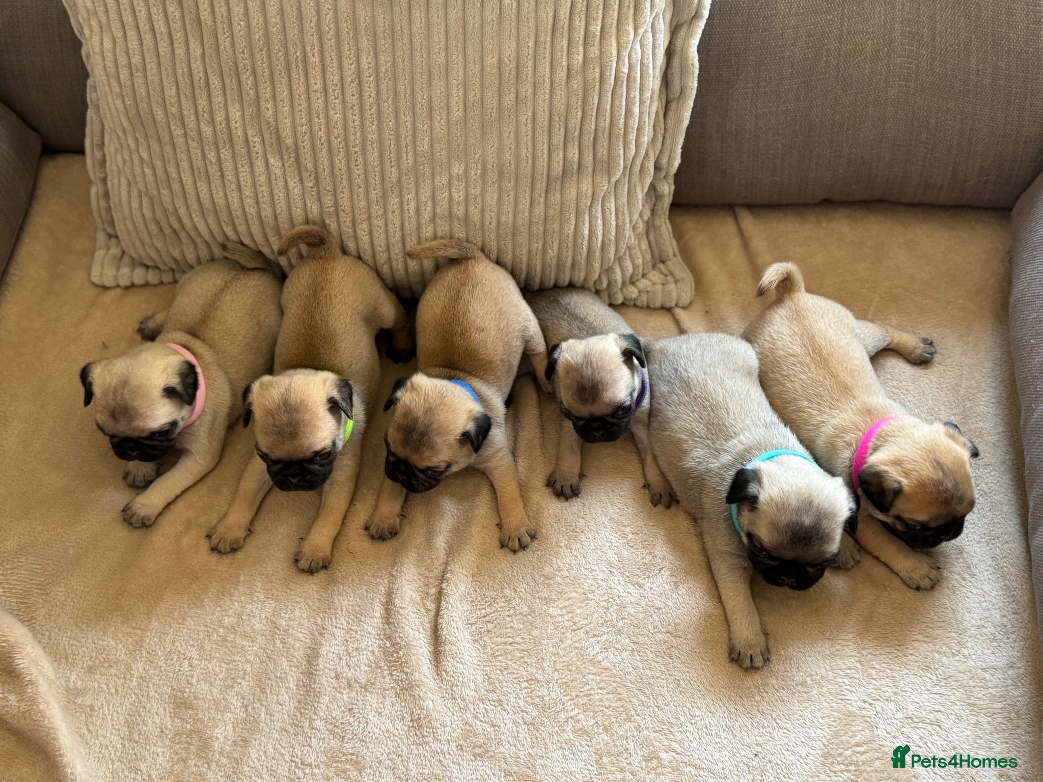 Pug dogs 🌟Kc registered pedigree pug puppies.🌟 - Advert 1