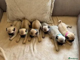 Pug dogs 🌟Kc registered pedigree pug puppies.🌟 - Advert 1