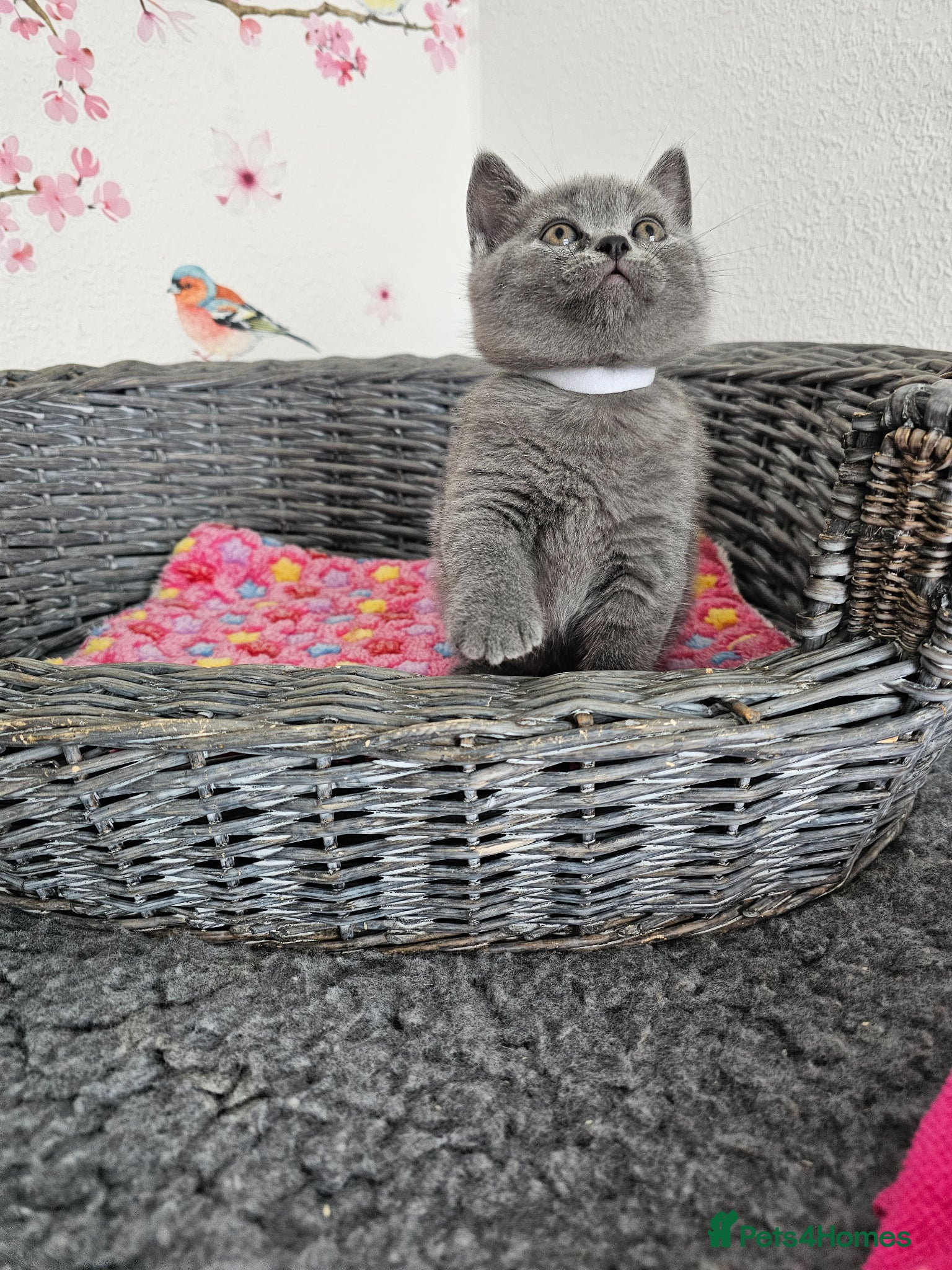 British Shorthair cats British Shorthair Kittens - Advert 2