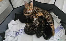 Bengal cats for sale:  Bengal with long haired blk & white kittens - Image 21
