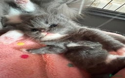 British Shorthair cats for sale: beautiful and cute kitten for sale  - Image 3