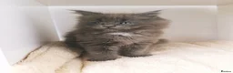 Maine Coon cats for sale: XXL Maine coon kittens + DNA health tested - Advert 18