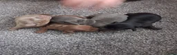 Miniature Dachshund dogs for sale: One blue male miniature dashund  - Advert 4