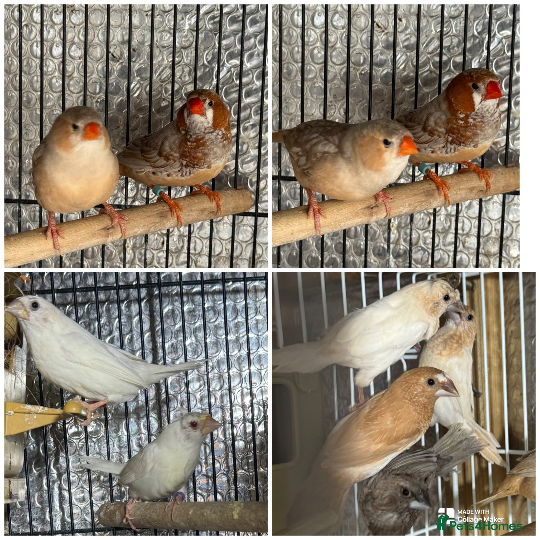 Mixed Breed birds Zebra and Bengal finches .  - Advert 13