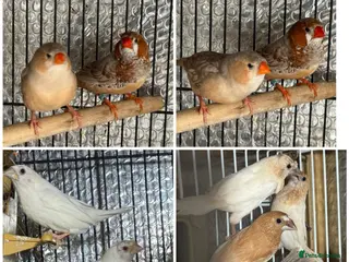 Mixed Breed birds Zebra and Bengal finches . - Advert 13