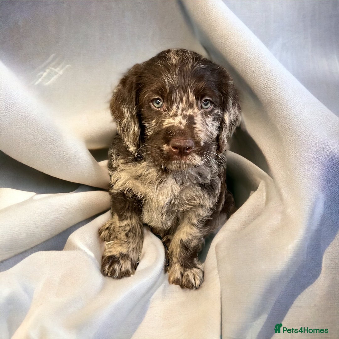 Miniature Poodle dogs for stud: Blue Merle, Chocolate carrier, Miniature stud in Newcastle - Advert 3