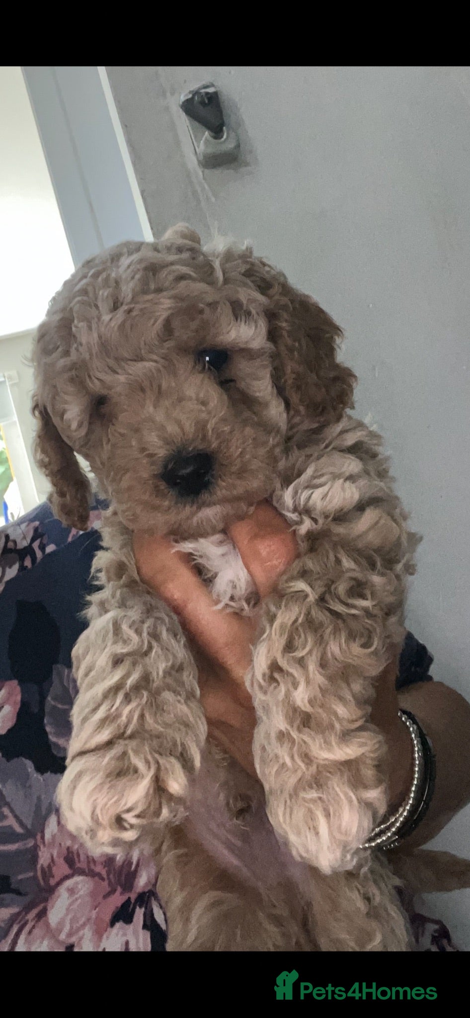 Cockapoo dogs Cockapoo puppies for sale - Advert 5