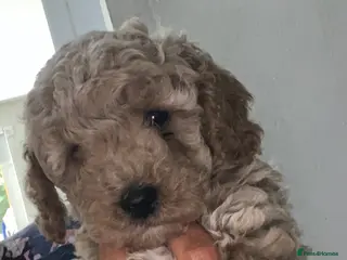 Cockapoo dogs Cockapoo puppies for sale - Advert 5