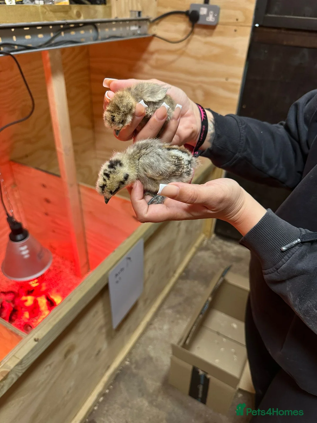 Chickens poultry for sale: Day old chicks  in Salisbury - Advert 2