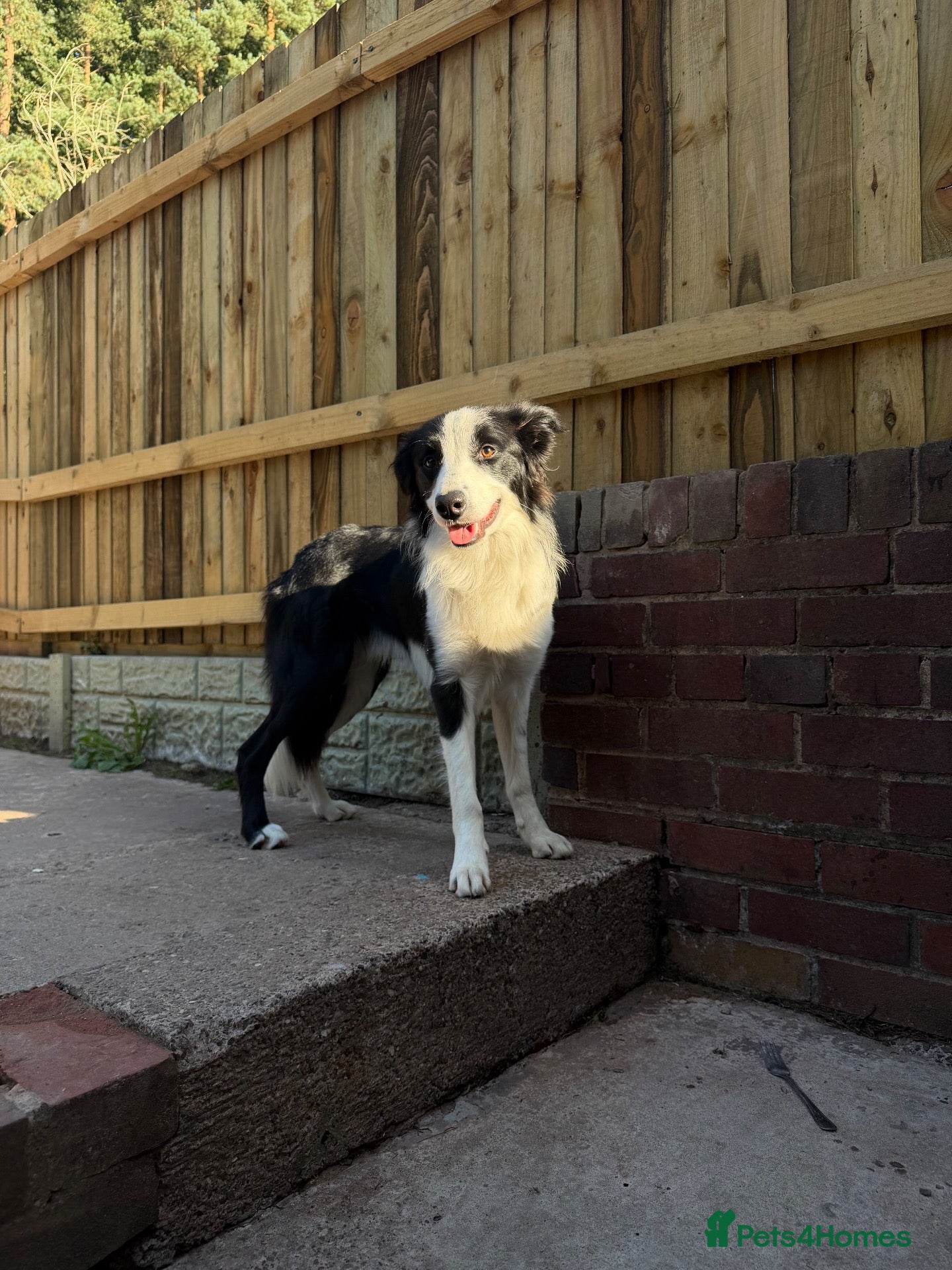 Border Collie dogs Boarder collie  - Advert 12