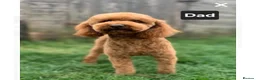 Miniature Poodle dogs for sale: Beautiful KC Registered Miniature Poodle Puppies  in Mirfield - Advert 2