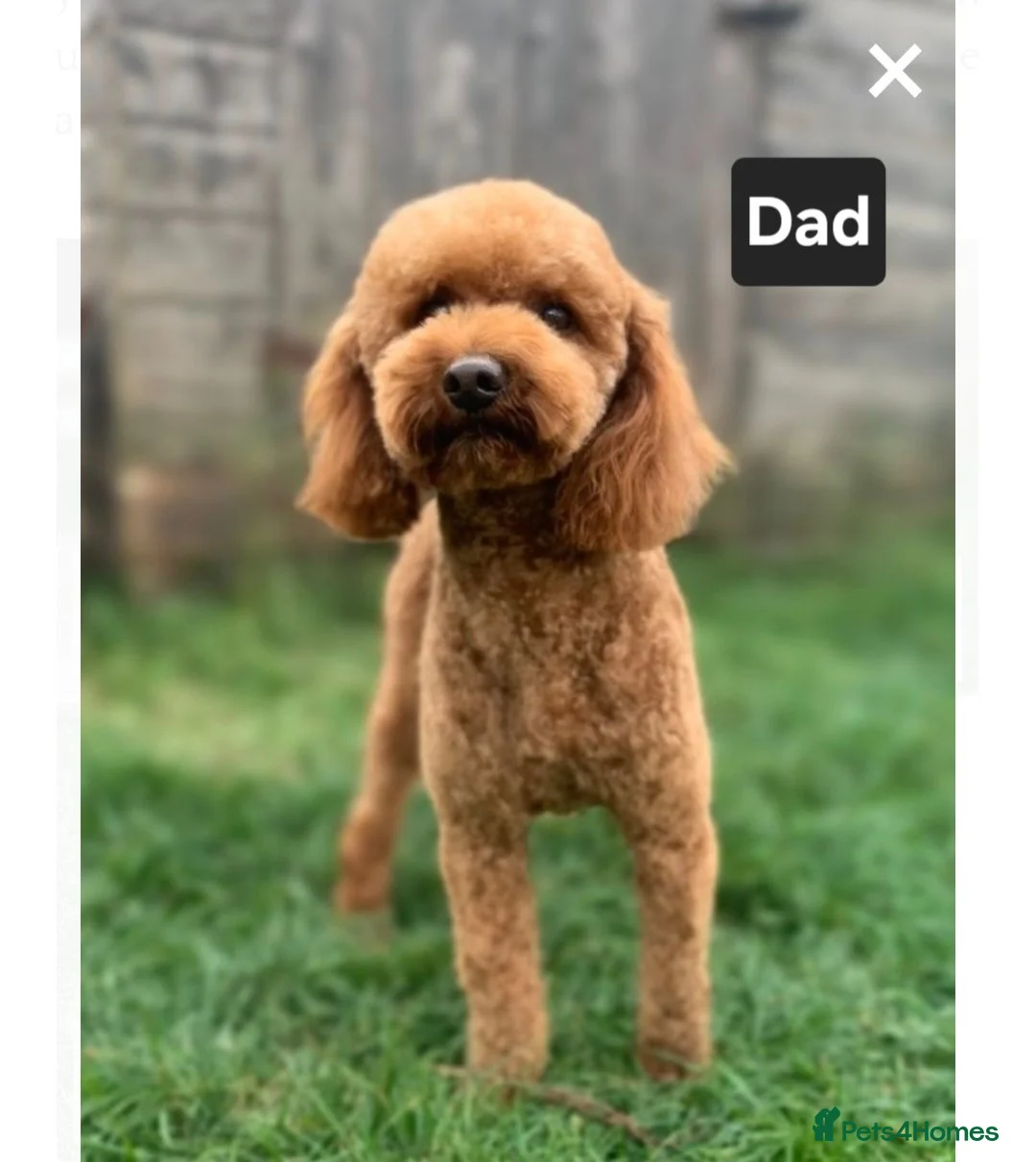 Miniature Poodle dogs for sale: Beautiful KC Registered Miniature Poodle Puppies  in Mirfield - Advert 2