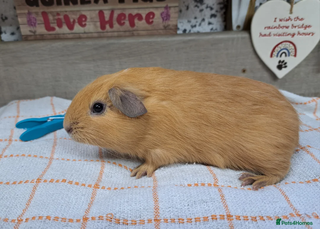 Guinea Pig rodents for sale: Baby Guinea pigs Boys - Leeds LS27  - Advert 6