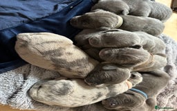 Mixed Breed dogs for sale: Staff x cane corso merle and grey pups for sale  - Image 3