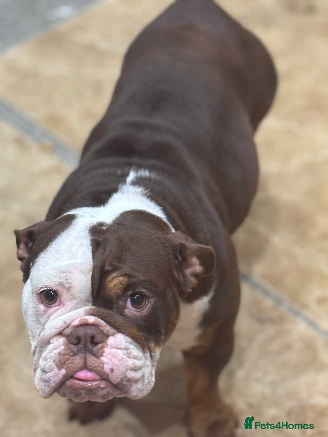 English Bulldog dogs for sale: English bulldog - Female, 3 years old  - Advert 4