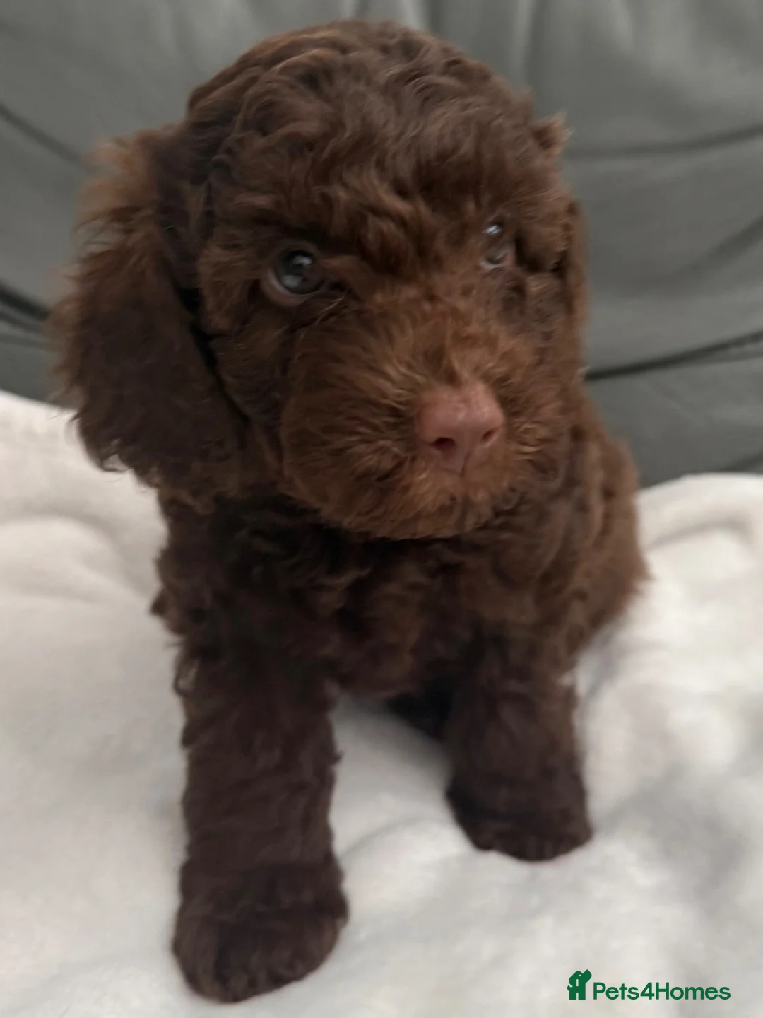 Miniature Poodle dogs for sale: 1 girl left.  Beautiful Miniature Poodle Puppies - Advert 2