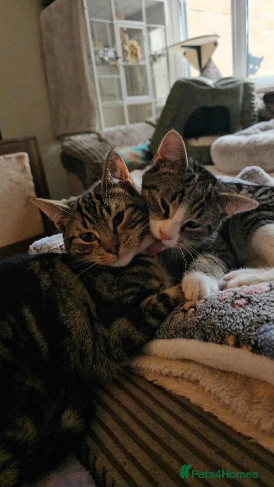 Mixed Breed cats 2x bonded rescue kittens - bouncy, healthy, ready! - Advert 3