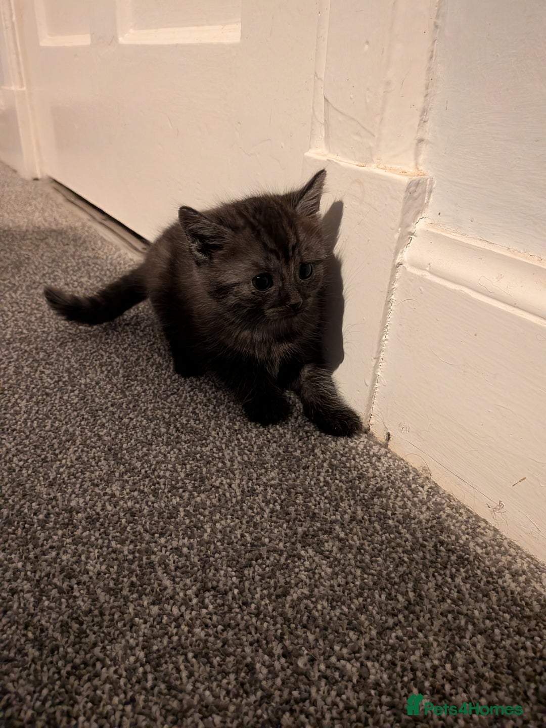 Mixed Breed cats for sale: Beautiful silver tabby cross kittens - Advert 5