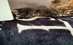 Mixed Breed cats for sale: Lovely mixed breed Kitrens for sale.  - Image 14